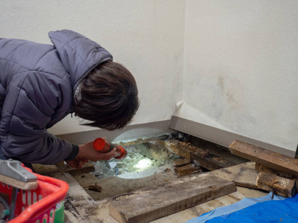 Best Black Mold Removal  in Bellport, NY